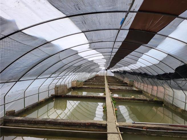 台南市灾防办提醒22日入夜后寒流来袭，有养殖业者搭设鱼塭防风棚。（台南市灾防办提供／程炳璋台南传真）