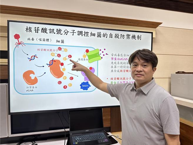 中興大學食品暨應用生物科技學系副教授陳曄，22日發表對抗超級細菌新解方。（圖／劉朱松）
