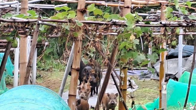 邱姓老翁在莺歌打造1处有机菜园，上个月起，菜园接连遭多只野猪肆虐，成群结队的野猪几乎捣毁整个菜园。（邱姓老翁提供）