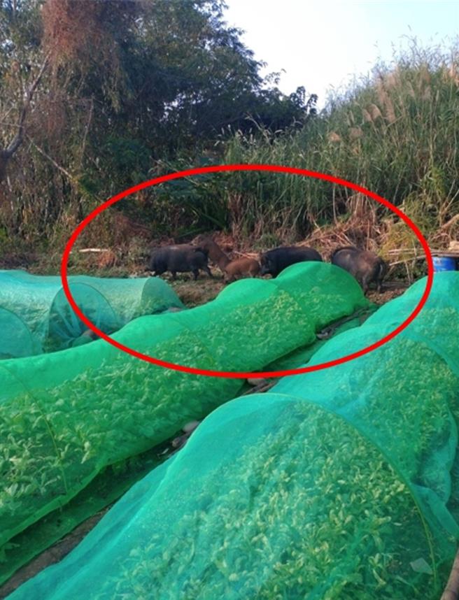 2只大野猪带着3只小野猪日前再度「造访」邱翁菜园，5只大小野猪在菜园里又嚼又踩，他只能眼睁睁看着野猪无情踩踏整片菜园。（邱姓老翁提供）