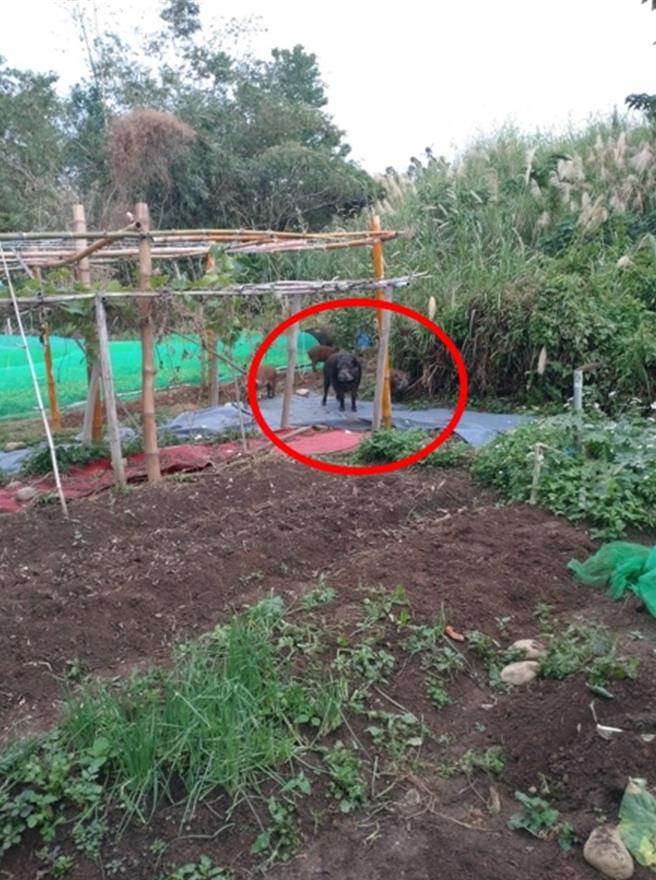 邱翁位于莺歌的菜园，惨遭野猪肆虐。（邱姓老翁提供）
