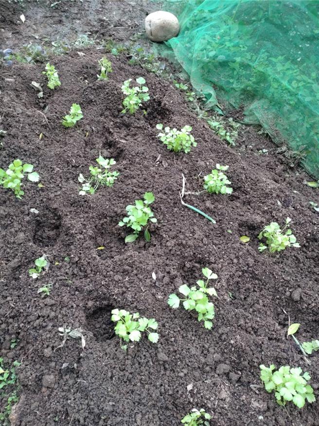 野猪肆虐菜园后，地面上还留下野猪脚印。（邱姓老翁提供）