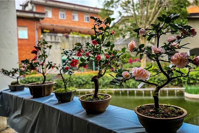 新竹县茶花艺术特展23日文化局美术馆登场，新竹县茶花园艺研究学会会员近60盆各式品种盆景。（罗浚滨摄）