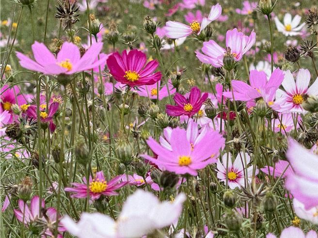 台中市烏日區農會「2024花現溪尾」嘉年華將於27日上午在溪尾國小旁農地登場，烏日區農會利用稻作休耕期在溪尾國小旁農田種下波斯菊，打造出農村冬日花海景觀，紅色、白色、粉色的波斯菊花朵爭相相綻放。（潘虹恩攝）