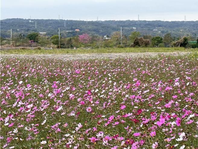 台中市烏日區農會「2024花現溪尾」嘉年華將於27日上午在溪尾國小旁農地登場，現場不僅有稻田音樂會、親子拔蘿蔔等多項冬季農稼田間活動，更打造一片粉色波斯菊花海，浪漫又吸睛。（潘虹恩攝）