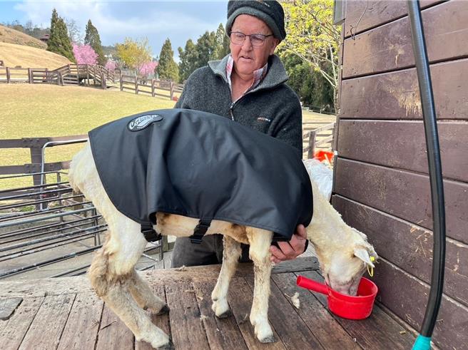 清境農場格蘭先生表示，農場特地從澳洲進口保暖衣，牧羊人幫綿羊剪毛後，會幫牠穿上衣物保護。（清境農場提供／楊靜茹南投傳真）