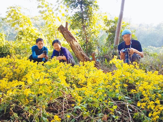 苗栗县头屋环境教育基地「山猫森林」，响应林业署復育计画，2023年2月种下的新竹油菊，近期盛开形成新美景。（大肚山学会山猫森林提供／李京升苗栗传真）