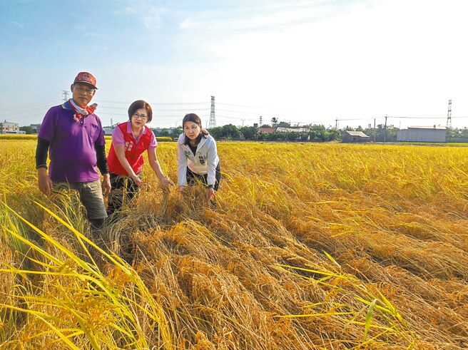 台中市霧峰區2期水稻去年10月受褐飛蝨侵襲，北峰路、四德路一帶稻田大片稻田遭「蝨燒」枯黃倒伏，有的趕收不及，有的收成不符成本只好整區放棄，令農民欲哭無淚，深感無奈。（台中市議員張芬郁提供／潘虹恩台中傳真）