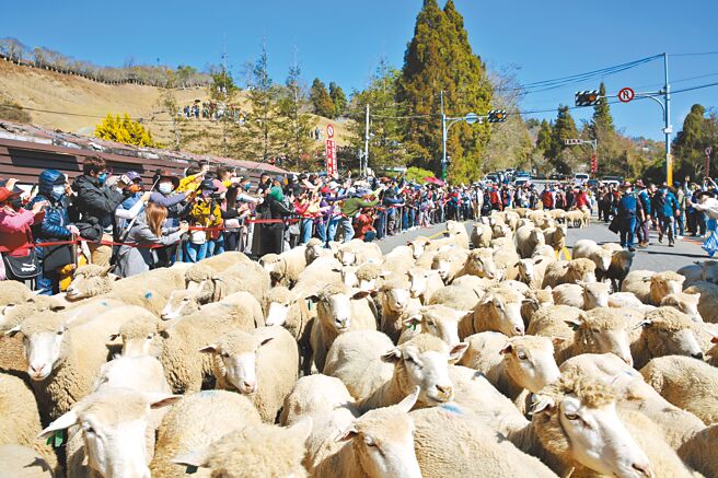 清境奔羊節將於2月23日登場，清境農場表示，當天青青草原南票口至國民館將封路，讓遊客體驗高山牧羊風情。（清境農場提供／楊靜茹南投傳真）