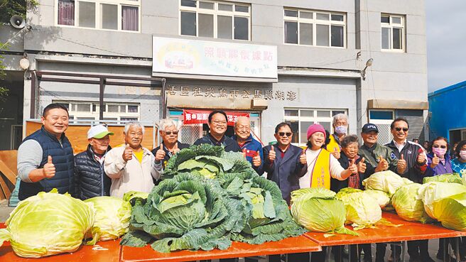 澎湖烏崁社區被飛機聲嚇大的高麗菜，21日舉行高麗菜王比賽，挑出最重、最大和最「水」的。（許逸民攝）