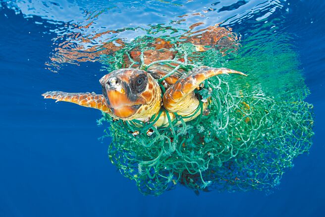 漂浮在海上的廢棄「幽靈漁網」，對海洋生物造成嚴重的危害。（ORIS提供）