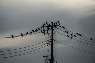 白天差點變黑夜 大批鳥類盤旋罩頂 居民直呼沒見過