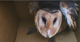 屏東田間發現「蘋果臉」！農民一眼認出...是落難草鴞