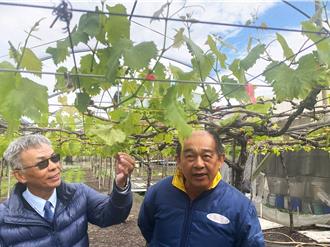 寒害葡萄農擔心「啞巴花」 強灌營養劑防抗寒