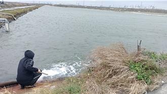 寒流來襲避寒害 沿海漁民搶救虱目魚大作戰