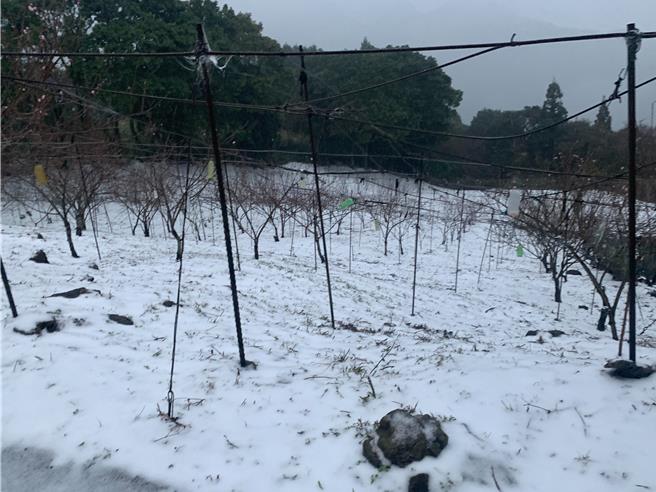 桃園復興下雪了後山3里停班課，車輛未加掛雪鍊不得上山。(蘇佐璽提供／呂筱蟬桃園傳真)