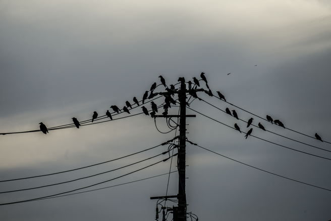 大陆江苏连云港近日出现大量鸟类，停在电线杆缆线与树上不肯离开，居民直呼从未见过。(示意图/shutterstock/达志)