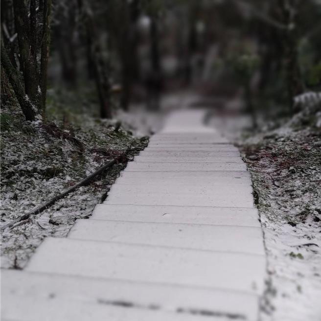 桃園東眼山睽違8年今天再度降雪。(林業署新竹分署提供／呂筱蟬桃園傳真)