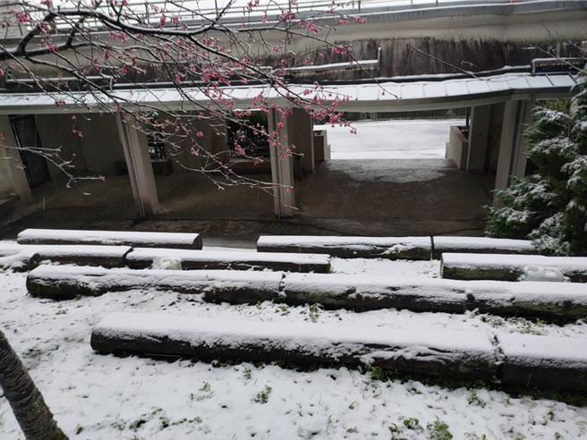 桃園東眼山睽違8年今天再度降雪。(林業署新竹分署提供／呂筱蟬桃園傳真)