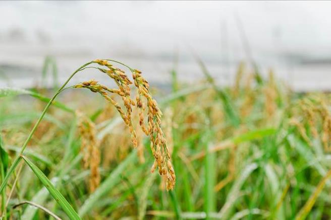 农业部花莲区农业改良场歷经7年的努力，终于在去年育成国内第一个炖饭米的品种「花莲26号」，未来可望增加国内食米市场的多样性。（农业部提供／李欣恬台北传真）