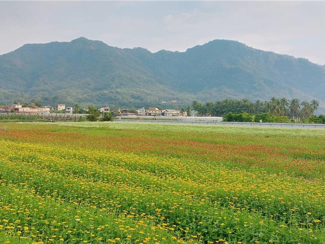 原定2024年杉林春节花海最佳赏花期2月8日到2月14日，因为入冬以来今年南部的温度一直在20度到25度之间，非常适合百日草的生长温度，农民配合杉林区公所种植的杉林花田因此提前开花，黄色、白色、粉色、桃色的花纷纷绽开，浓浓的春天氛围笼罩着杉林杉美路上。（杉林区公所提供／林雅惠传真）
