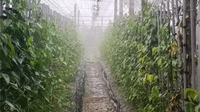 陈姓农友指出，只要气温低于12度，荖叶叶面就会冻伤，洒上17度的地下水可以替荖叶御寒。（蔡旻妤摄）