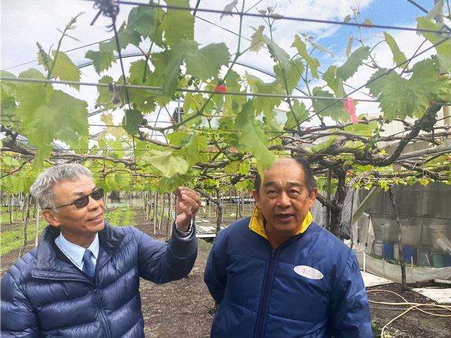 彰化县大村乡葡萄产销班班长康正宜表示，目前大村乡的葡萄正值葡萄催芽期，也是最怕寒害的时期，因此昨天赶紧上营养剂，同时浇灌水源，保持土壤湿度，来增加根系的健康度，抵抗寒害。（吴建辉摄）