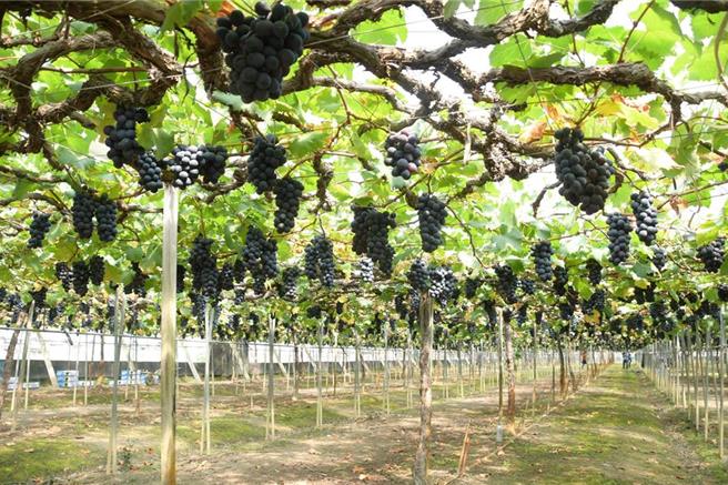 康正宜说，去年底已经有一波小寒害，导致部分叶子枯黄，所以这次更加严正以待，加强看顾，避免葡萄产量再次受影响。（吴建辉摄）