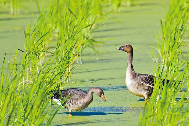 埔里鎮一處茭白筍田相繼出現稀有冬候鳥凍原豆雁（大雁）、白額雁，白額雁（左）低頭覓食時，豆雁（右）昂首警戒，未料18日豆雁遭移工獵殺，白額雁倉皇飛離。（民眾提供／楊靜茹南投傳真）
