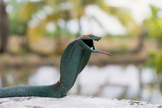 屋檐下放「假眼镜王蛇」防鸟筑巢 验收成果却见傻眼画面