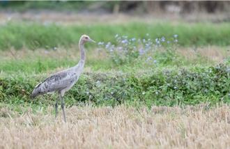二級保育「灰鶴」過境迷途 首次現蹤花蓮鳥友超驚喜