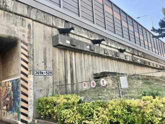 高速公路橋邊3隻黑羊詭異排排站 3萬網友驚：裝置藝術？