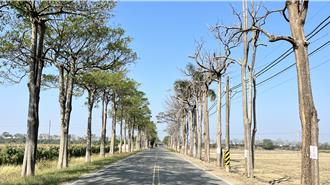 同條路上黑板樹成兩樣情 一側綠意盎然、對向卻「快陣亡」