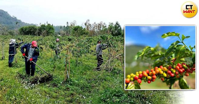 阿拉比卡咖啡適合在花東地區栽種，武陵、自強外役監引進種植後，所產咖啡大受歡迎。（圖／武陵外役監提供）