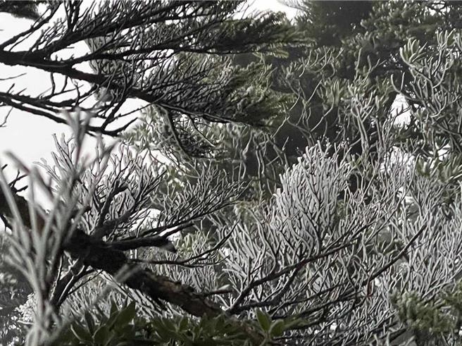 北大武山出現霧淞美景。(吳彥慶提供)