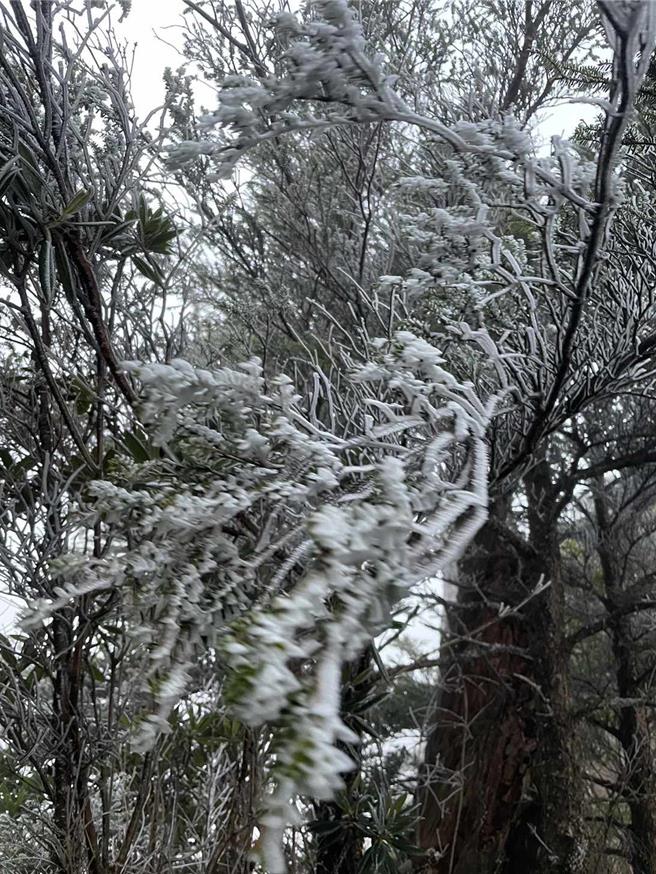 北大武山出現霧淞美景。(吳彥慶提供)