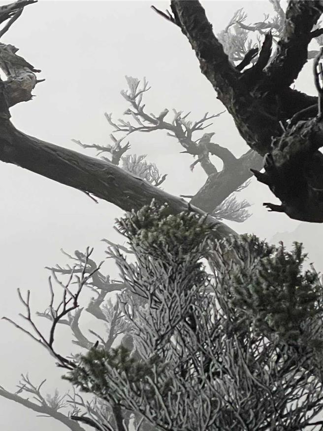 北大武山出現霧淞美景。(吳彥慶提供)