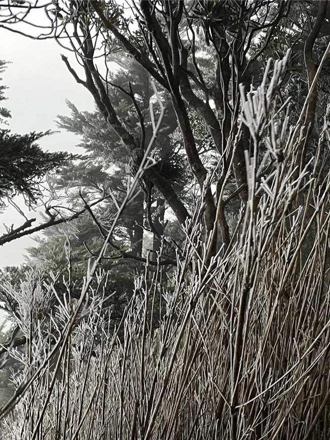 北大武山出現霧淞美景。(吳彥慶提供)