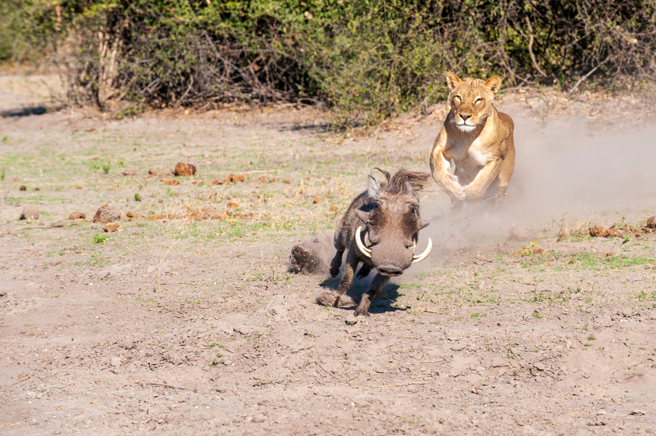 游客在南非萨比沙禁猎区目击花豹猎疣猪，未料对手太强牠竟打输，激战画面被分享至网路。(示意图/shutterstock/达志)