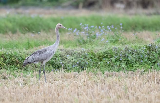 保育类动物灰鹤首次现踪花莲。（花莲县野鸟学会总干事何瑞旸提供／王志伟花莲传真）
