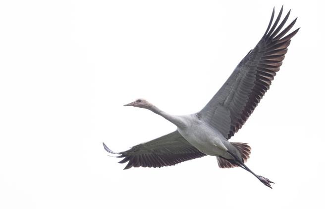 保育类动物灰鹤首次现踪花莲。（花莲县野鸟学会总干事何瑞旸提供／王志伟花莲传真）