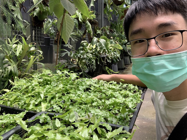 廖晨傑在辜嚴倬雲植物保種中心見習，復育蕨類植物。(照片/教育部提供)