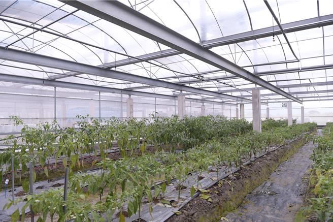 花莲县内第一座「温室及植物环控栽培设施附属绿能设施」，1公顷土地规划5个种植区。（王志伟摄）