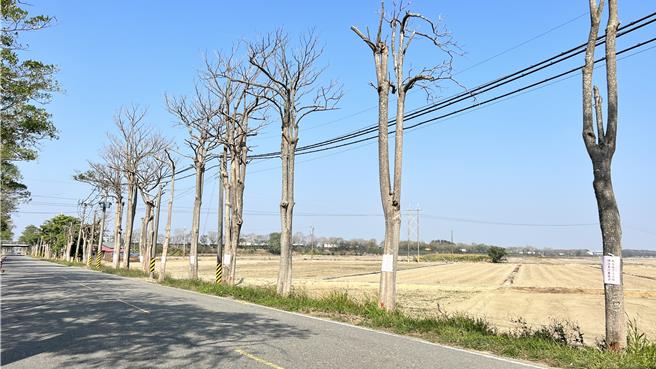 区公所解释，树旁的农田去年停灌休耕，雨又下得少，过度乾旱之下，造成大约49棵黑板树出现假死状态。（张毓翎摄）