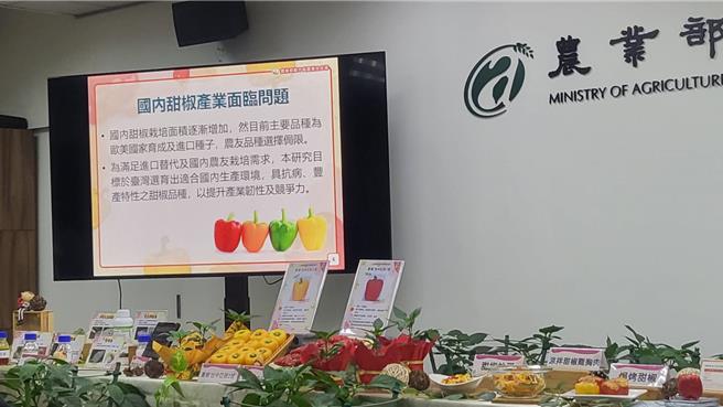   近年随着国人饮食与料理方式趋向多元化，消费市场对甜椒之需求亦逐年提升，目前主要品种为欧美国家育成及进口，农友选择受局限，为改善产业困境，农业部台中区农业改良场与亚蔬世界蔬菜中心共同针对台湾栽培环境，歷时6年成功选育具丰产及抗病特性的红色及黄色甜椒新品种「台中亚蔬1号」及「台中亚蔬2号」。（李欣恬摄）