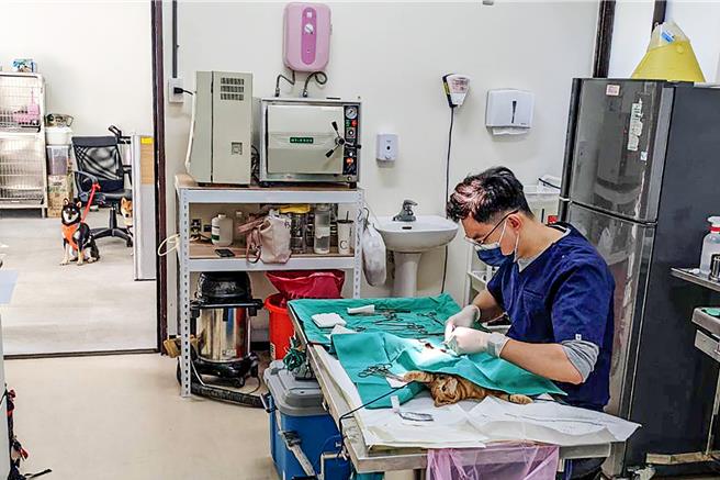 新竹县犬猫绝育补助开跑，预计补助400只，有14家配合的动物医院办理绝育手术。（新竹县政府提供／罗浚滨新竹传真）