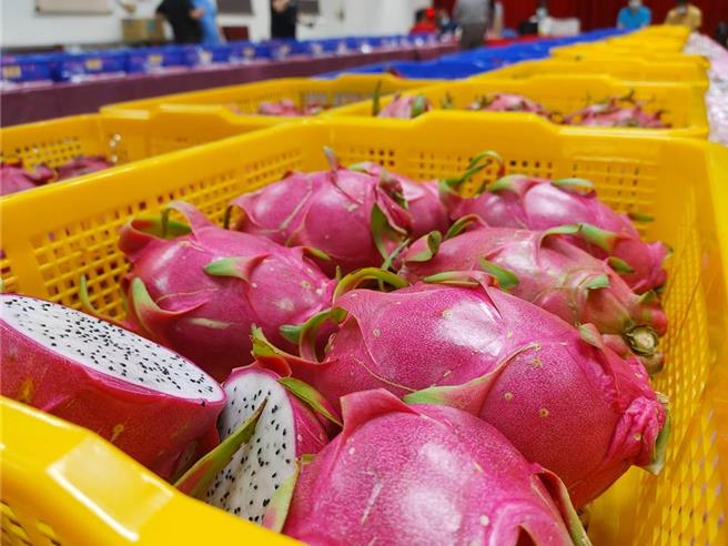 农会扶植农民提升品质，年年举办红龙果评鑑，藉由评鑑让果农互相研究、切磋、一起提升品质，近年也愈来愈多青农投入农业，也都表现优秀。（本报资料照片）