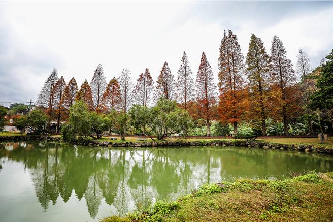 北埔六塘的落羽松，以围绕着爱心湖泊而着名。（罗浚滨摄）