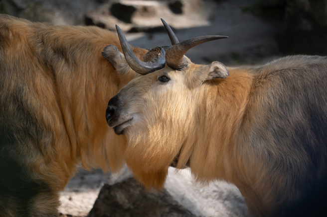 大陆一名男子偶遇野生羚牛，对视一秒后秒被「追杀」，所幸羚牛跑了一段路就放弃。(示意图/shutterstock/达志)