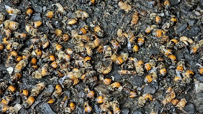 寒流來襲，基隆七堵山區大量蜜蜂遭凍斃，蜂農說，每箱蜜蜂死個200隻都是正常的事。（張志康攝）